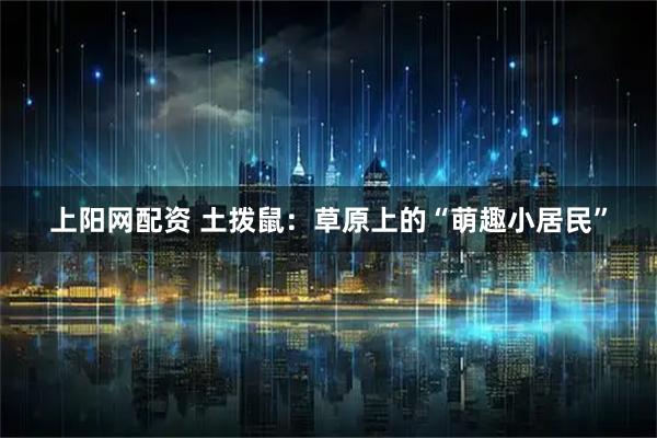 上阳网配资 土拨鼠：草原上的“萌趣小居民”